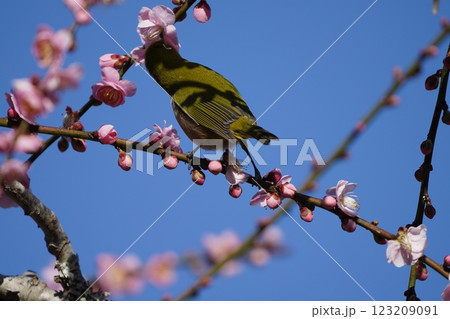 梅の花の蜜を吸うメジロ 123209091