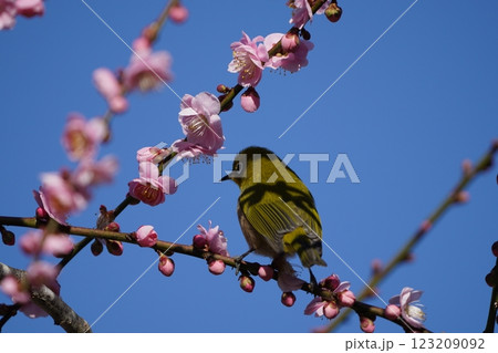 梅の花の蜜を吸うメジロ 梅の花の蜜を吸うメジロ 123209092