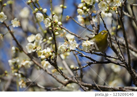 梅の花の蜜を吸うメジロ 123209140