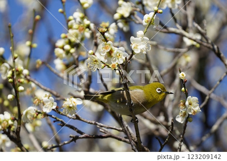 梅の花の蜜を吸うメジロ 123209142