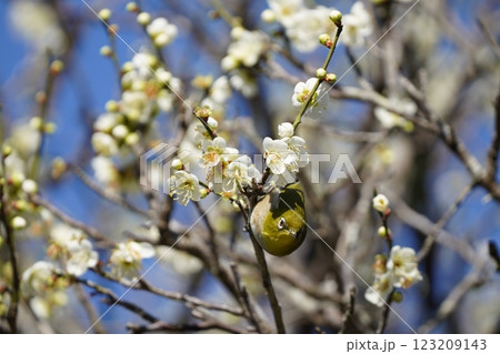 梅の花の蜜を吸うメジロ 123209143