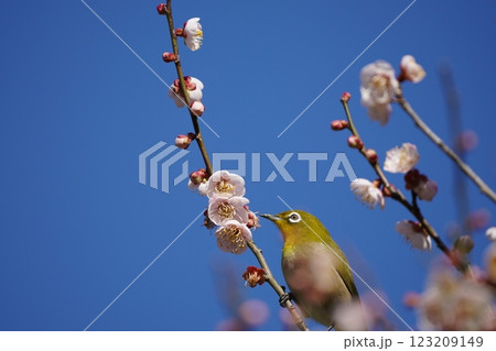 梅の花の蜜を吸うメジロ 123209149