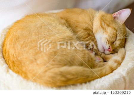 もふもふな猫の寝顔が愛らしいショット　マンチカン 123209210