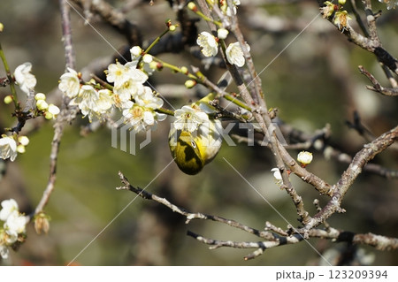 梅の花の蜜を吸うメジロ 梅の花の蜜を吸うメジロ 123209394