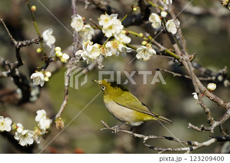 梅の花の蜜を吸うメジロ 123209400
