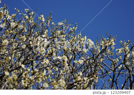 梅の花の蜜を吸うメジロ 123209407