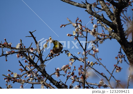梅の花の蜜を吸うメジロ 123209421