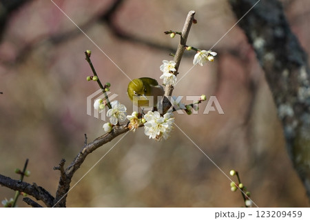梅の花の蜜を吸うメジロ 123209459