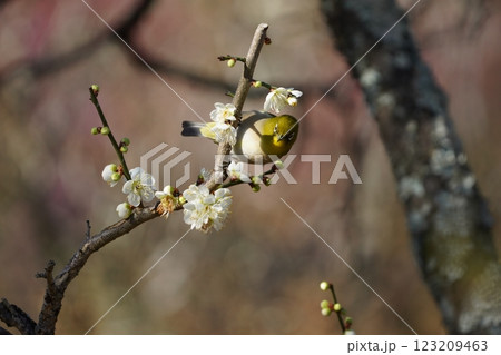 梅の花の蜜を吸うメジロ 123209463