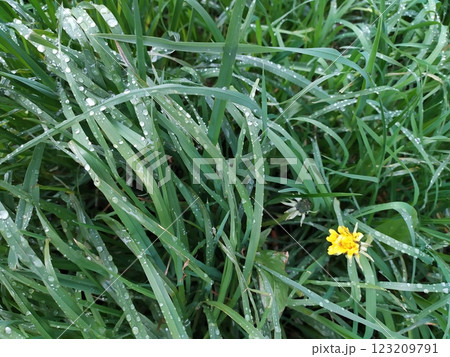 Morning Dew on Grass with Vibrant Yellow Flower Blooming Brightly 123209791
