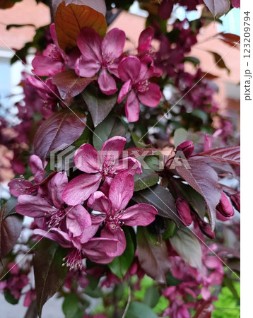 Vibrant Purple Blossoms Amidst Lush Green Leaves in Bloom 123209794