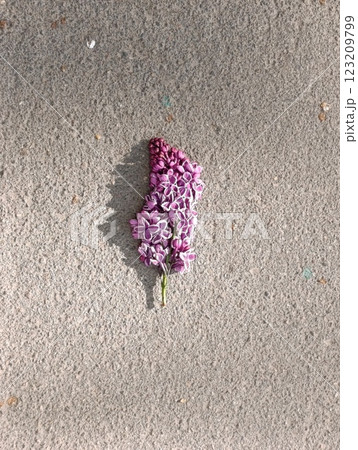 Purple Lilac Flower Fallen on Concrete Pavement Purple Lilac Flower Fallen on Concrete Pavement 123209799