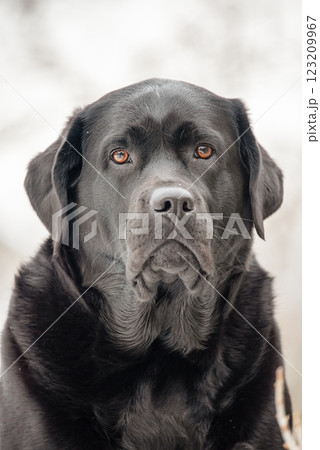Black Labrador Retriever dog outdoors in winter. Black Labrador Retriever dog outdoors in winter. 123209967