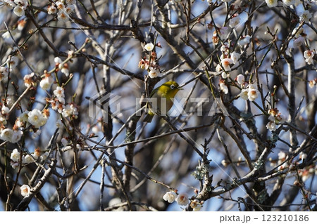梅の蜜を吸うメジロ 123210186