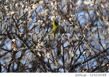梅の蜜を吸うメジロ 123210189