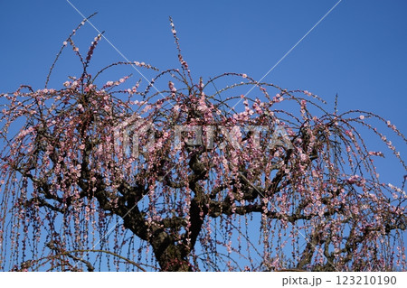 梅の蜜を吸うメジロ 梅の蜜を吸うメジロ 123210190