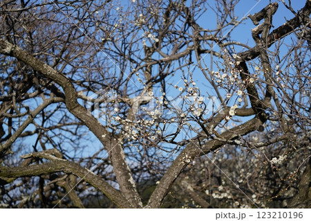 梅の蜜を吸うメジロ 梅の蜜を吸うメジロ 123210196