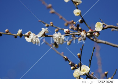 梅の蜜を吸うメジロ 梅の蜜を吸うメジロ 123210201