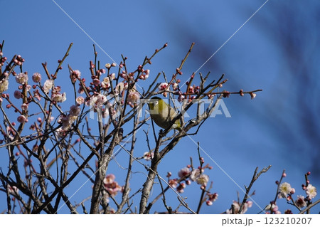 梅の蜜を吸うメジロ 梅の蜜を吸うメジロ 123210207