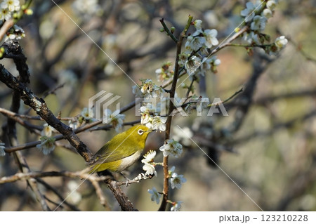 梅の蜜を吸うメジロ 123210228
