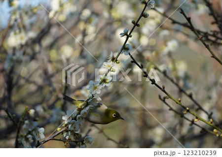 梅の蜜を吸うメジロ 123210239