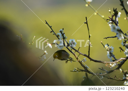 梅の蜜を吸うメジロ 123210240