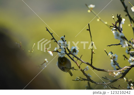 梅の蜜を吸うメジロ 梅の蜜を吸うメジロ 123210242