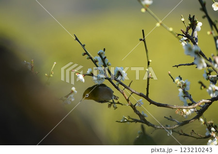 梅の蜜を吸うメジロ 123210243