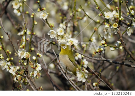 梅の蜜を吸うメジロ 123210248