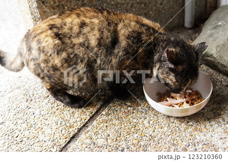 何かを見つめる猫 何かを見つめる猫 123210360