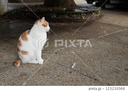 何かを見つめる猫 123210368