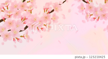 満開の桜の花の背景素材 123210425