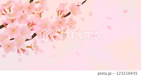 満開の桜の花の背景素材 123210435