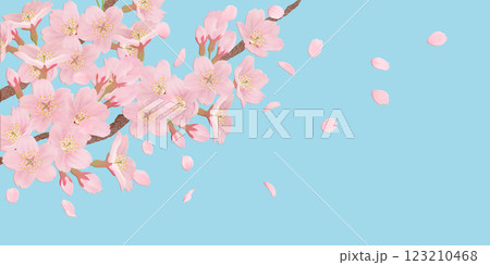 満開の桜の花の背景素材 123210468