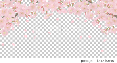 樹枝上盛開的櫻花插圖集 123210640