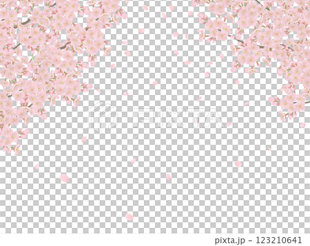 Illustration set of cherry blossoms blooming on a branch 123210641