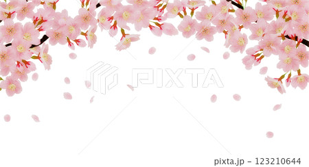 枝に咲く桜の花のイラストセット 123210644