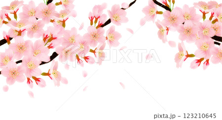 枝に咲く桜の花のイラストセット 123210645