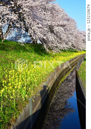 加治川治水公園の桜（新潟県） 123210674