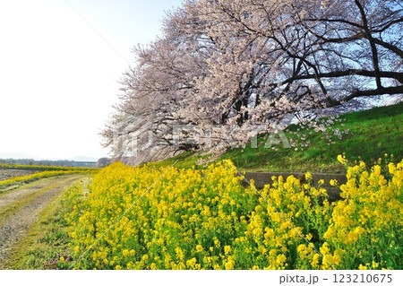 加治川治水公園の桜（新潟県） 123210675