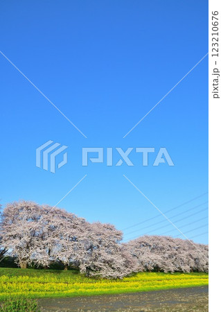 加治川治水公園の桜（新潟県） 123210676