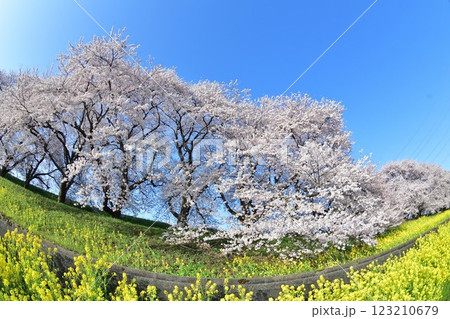 加治川治水公園の桜（新潟県） 123210679