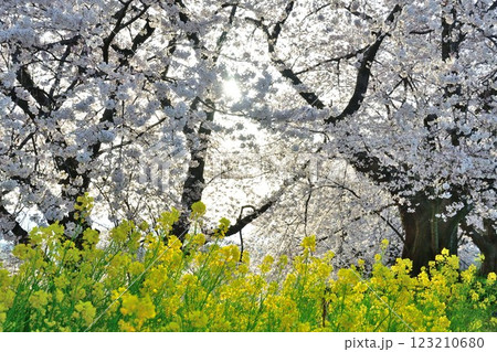 加治川治水公園の桜(新潟県) 加治川治水公園の桜(新潟県) 123210680