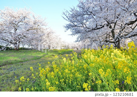 加治川治水公園の桜（新潟県） 123210681
