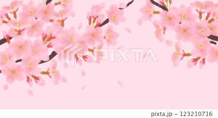 満開の桜の花の背景素材 満開の桜の花の背景素材 123210716