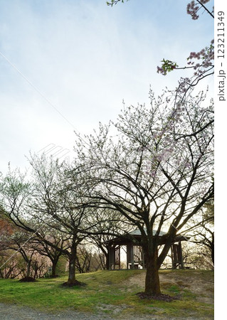 大峰山桜公園（新潟県） 123211349