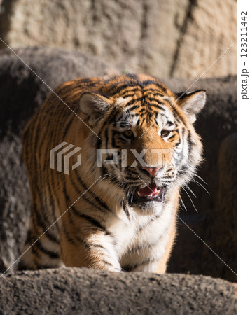 見詰めるトラの子 123211442