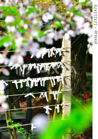 乙宝寺の桜とおみくじ(新潟県) 乙宝寺の桜とおみくじ(新潟県) 123211478