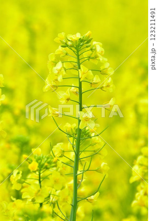 長池憩いの森公園の菜の花(新潟県) 長池憩いの森公園の菜の花(新潟県) 123211491