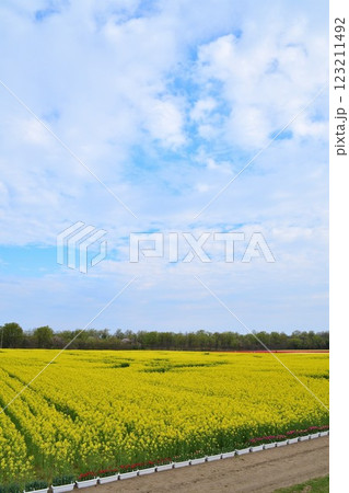 長池憩いの森公園の菜の花（新潟県） 123211492